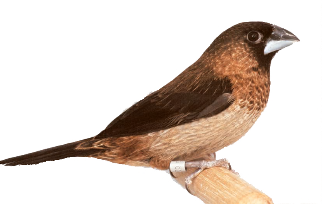 Spitsstaart Bronzeman