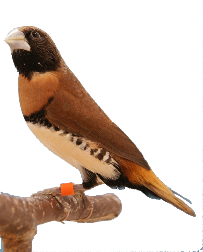 Bruinborst rietvink