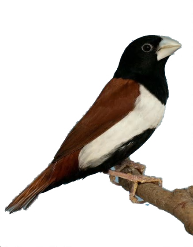 Driekkleurnon