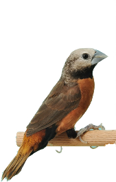 Witschedelnon