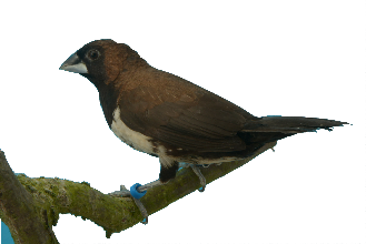 Java Bronzeman