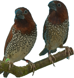 Indische Muskaatvink