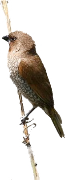 Chinese Muskaatvink