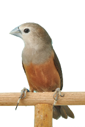 Bleekkopnon